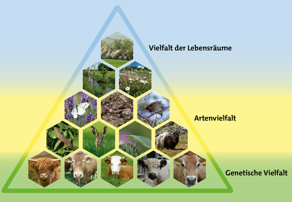 Foto Biodiversität